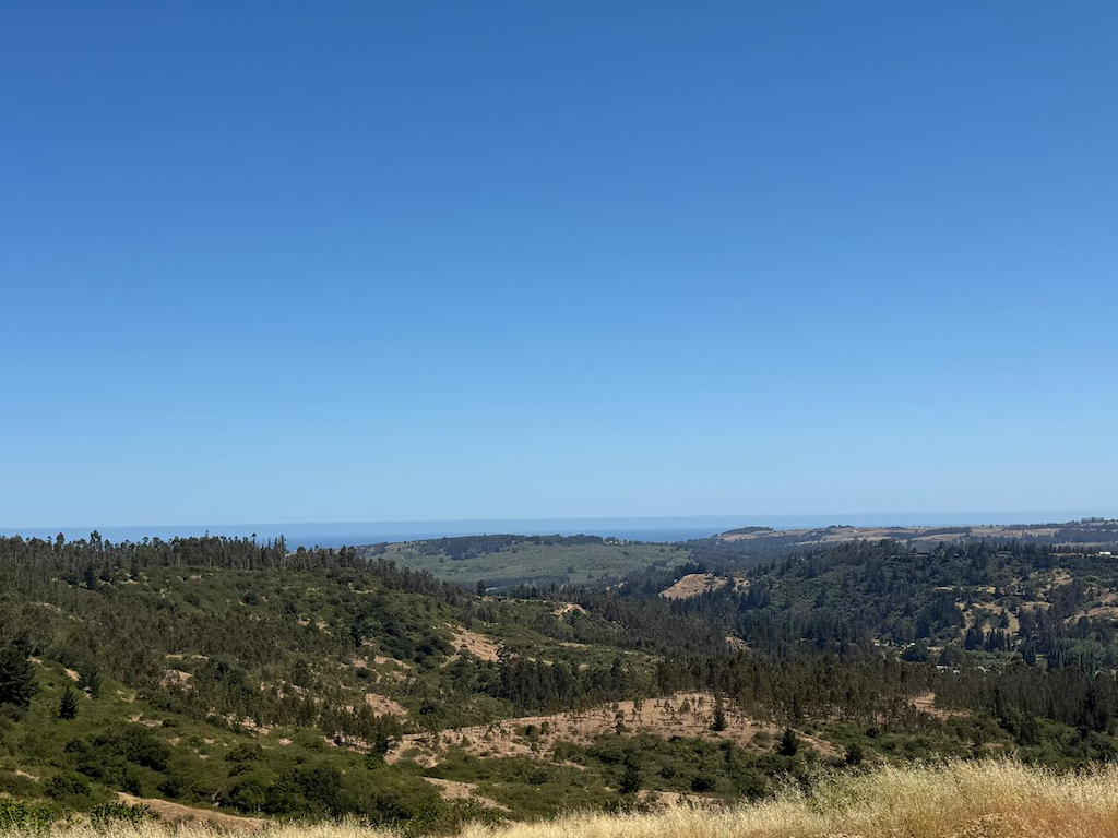 Palo Negro Navidad - O'Higgins