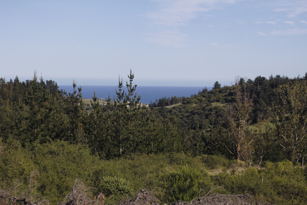 La Campana Navidad - O'Higgins