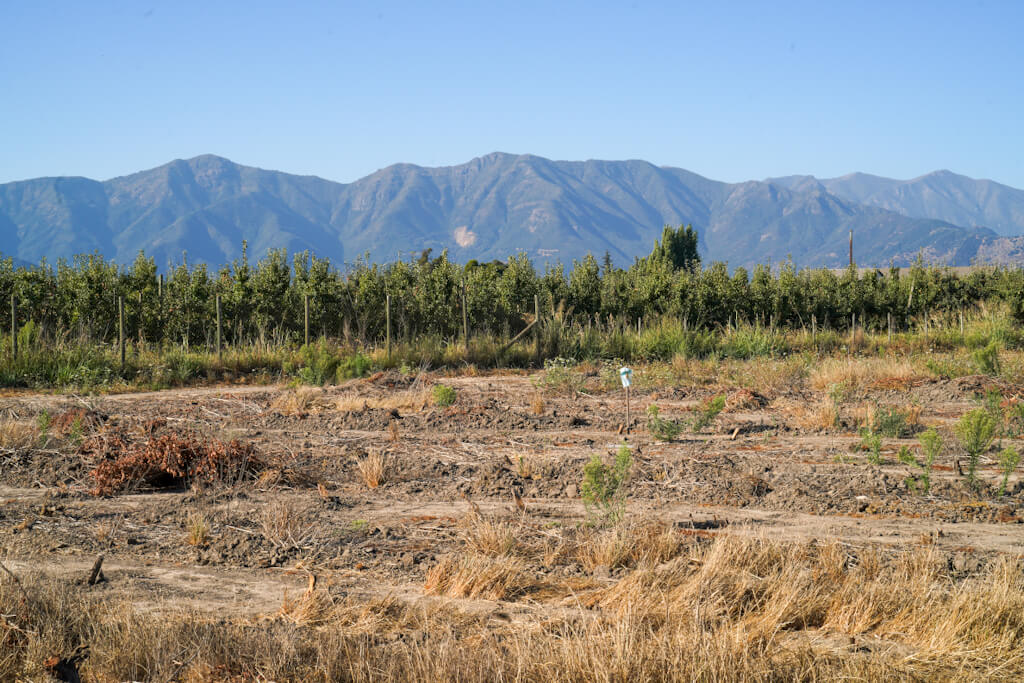 Viñedos del Molino Coltauco - O'Higgins