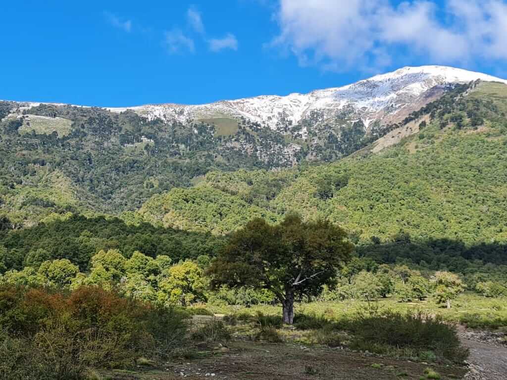 Bosque Las Raices Lonquimay - La Araucanía