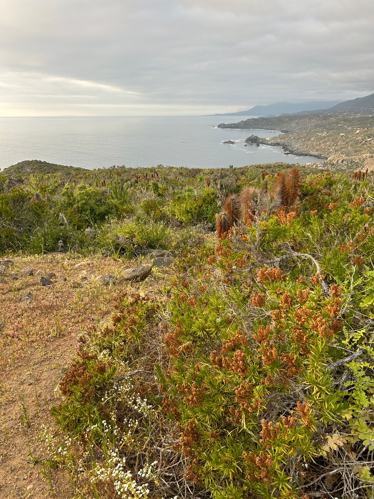 Marina del Arrayán La Serena - Coquimbo