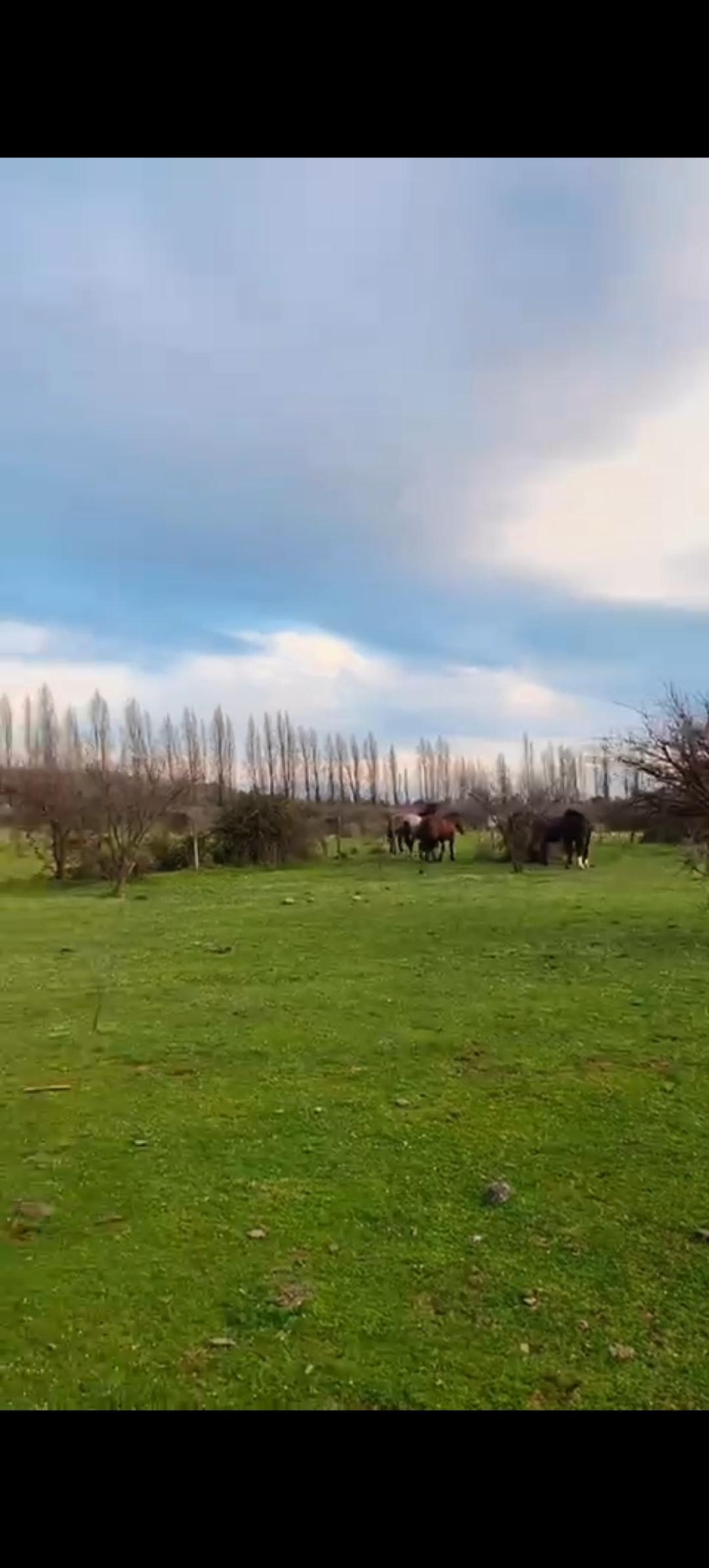 Venta Terreno Longaví - Maule