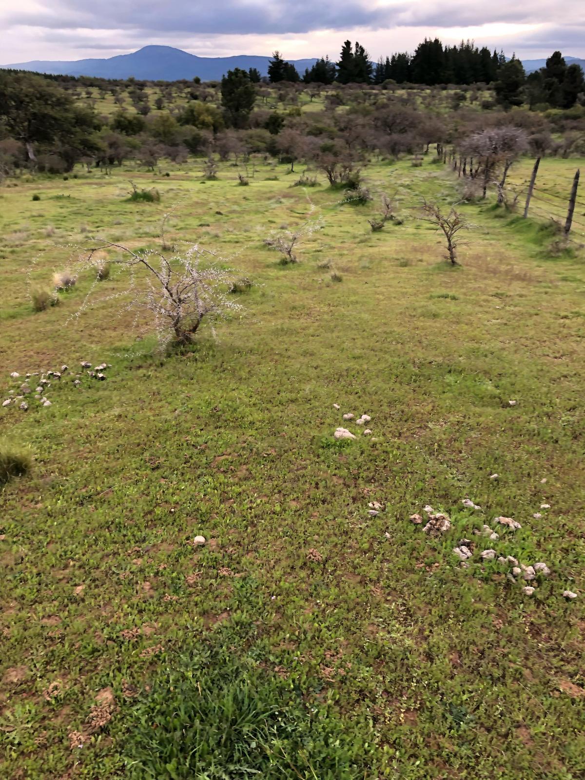 Venta Parcela Ninhue - Ñuble