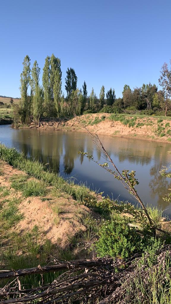 Venta Agrícola Cauquenes - Maule