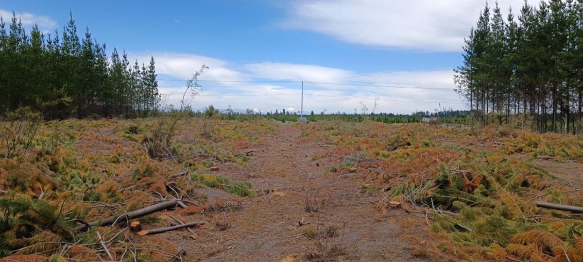 Venta Terreno Pemuco - Ñuble