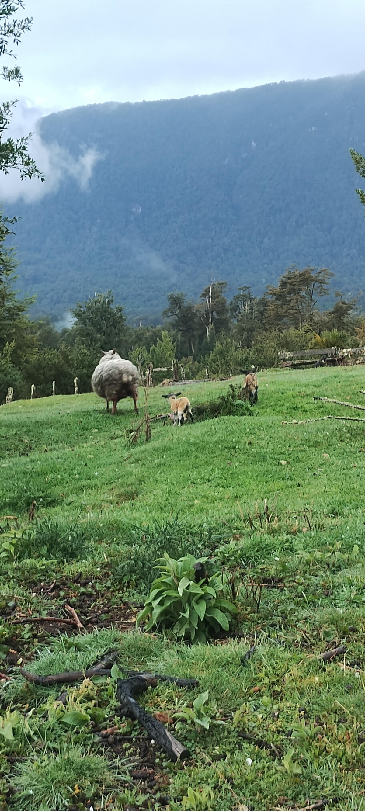 Venta Agrícola Lago Verde - Aysén