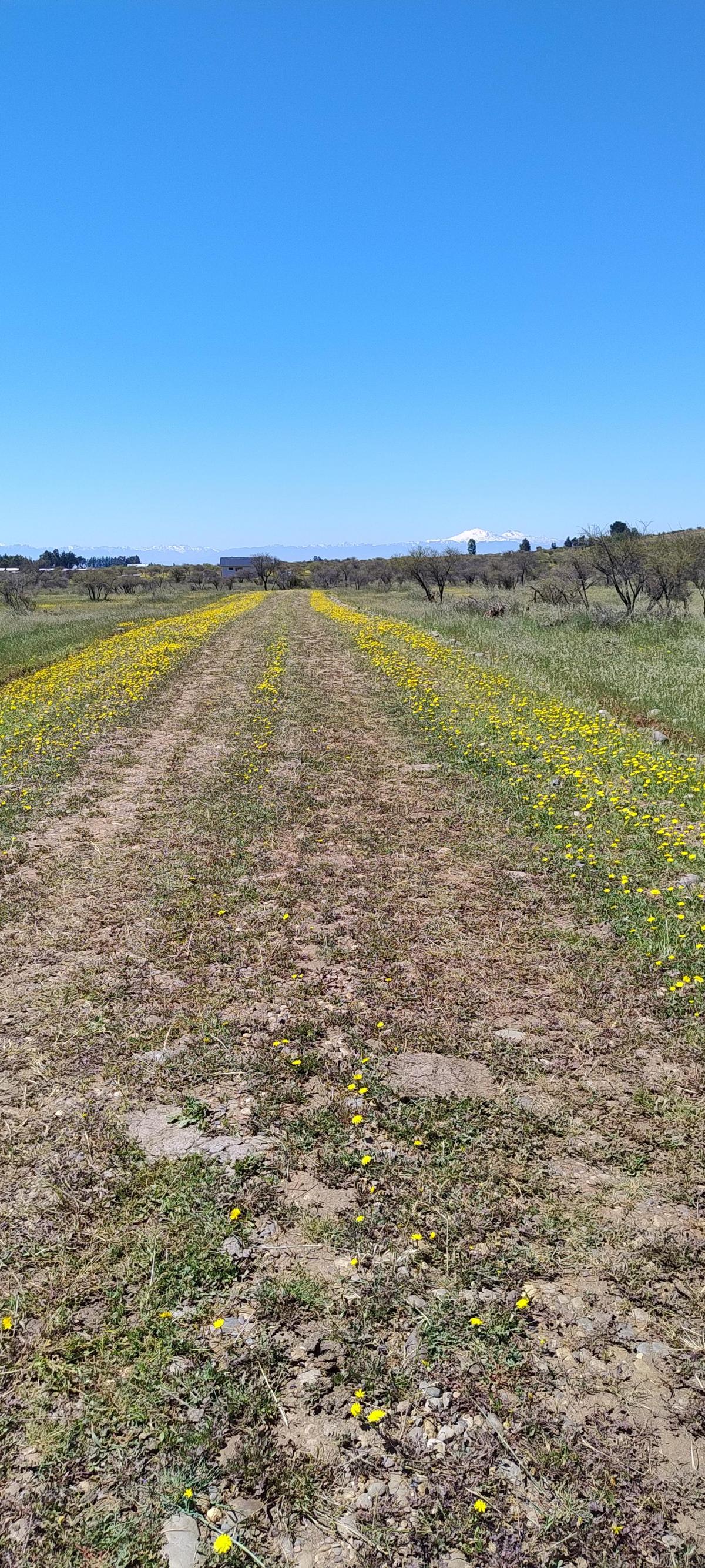 Venta Parcela San Nicolás - Ñuble