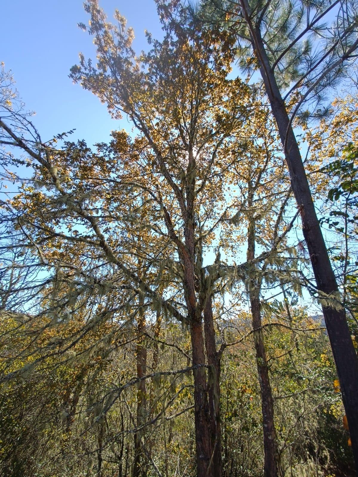 Venta Terreno Pelluhue - Maule