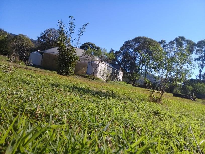 https://portalterreno.com/imagenes/terrenos/2107063214_fb7_bambu_giante-hay_4_creciando.jpg