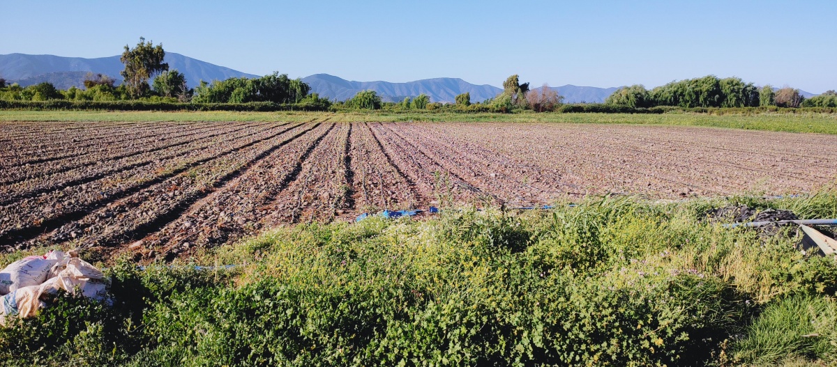 Venta Agrícola Isla de Maipo - Región Metropolitana