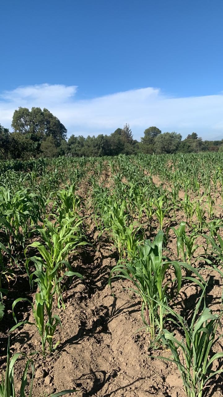 Venta Terreno / Lote Ixtlahuaca - Contla de Juan Cuamatzi