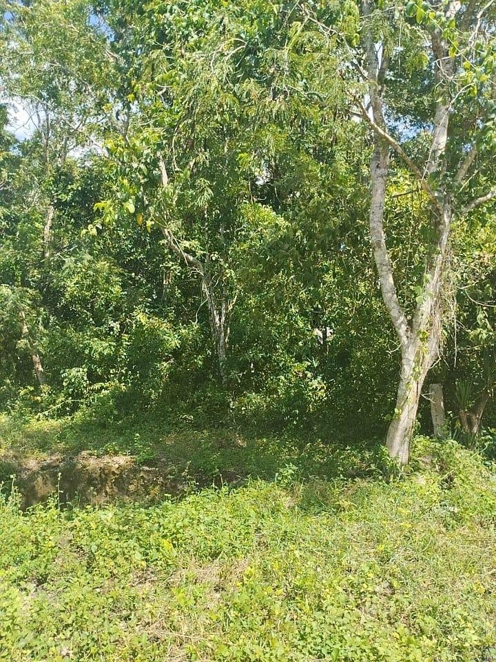 https://portalterreno.com/imagenes/terrenos/3105075016_whatsapp_image_2024-10-01_at_14653_am_3.jpeg