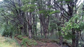 Venta Sitio Lago Verde - Aysén