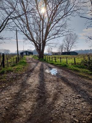 Venta Terreno Freire - La Araucanía