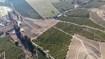 Venta Agrícola Melipilla - Región Metropolitana