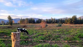 Venta Sitio Las Cabras - O'Higgins