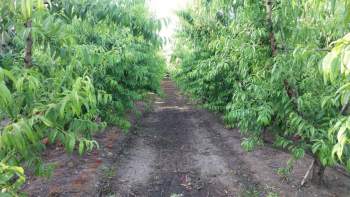 Venta Agrícola San Vicente de Tagua Tagua - O'Higgins