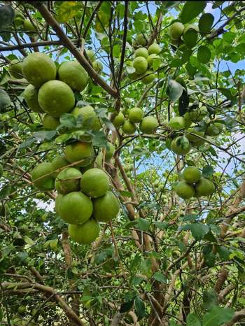 Venta Agrícola U.F. Lázaro Cárdenas - Muna