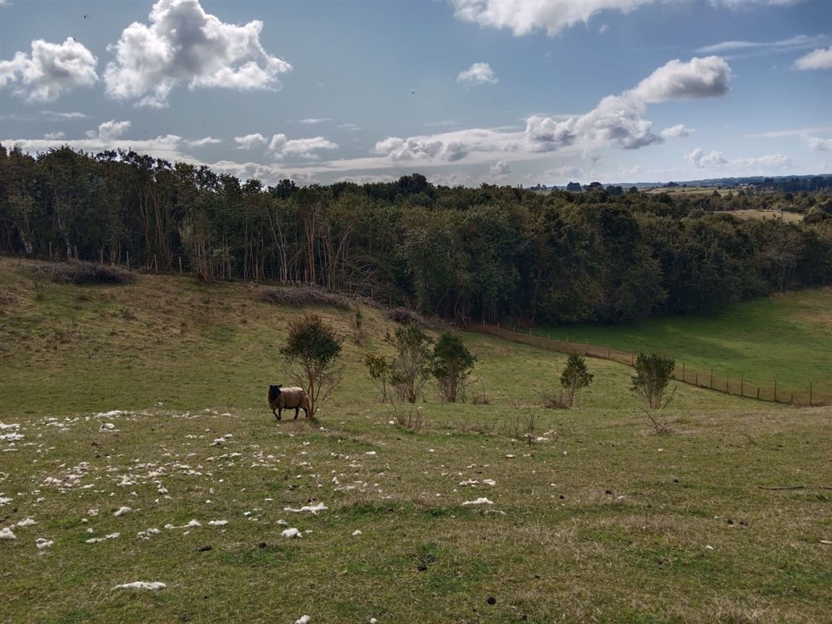 Venta Parcela Castro - Los Lagos