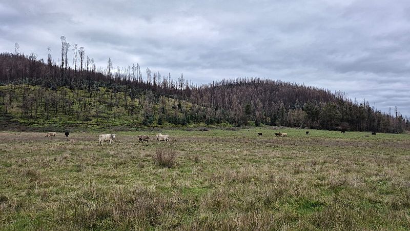 Venta Agrícola Los Sauces - La Araucanía