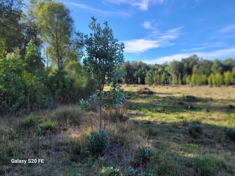 Venta Parcela Villarrica - La Araucanía