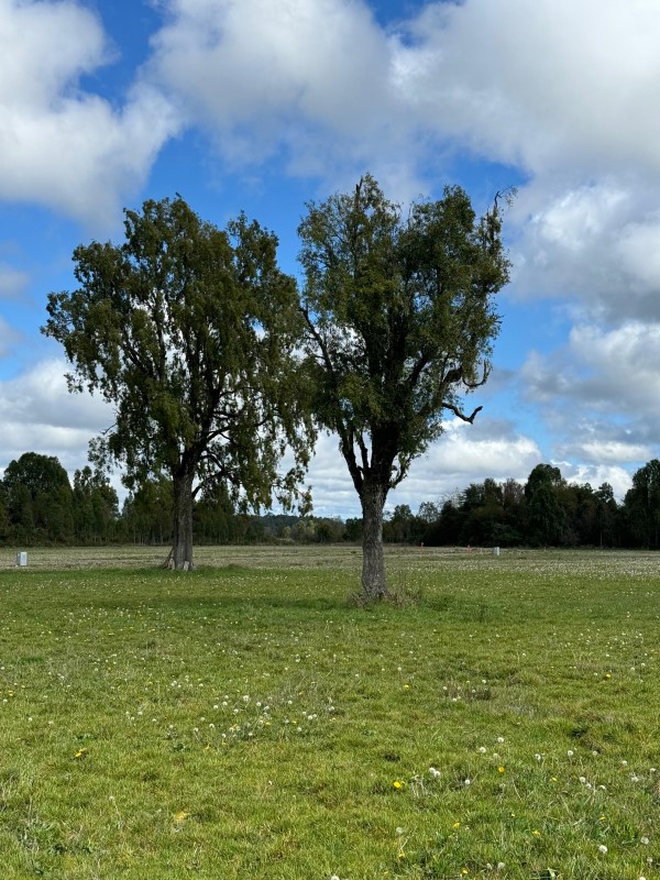 Venta Parcela Puerto Octay - Los Lagos