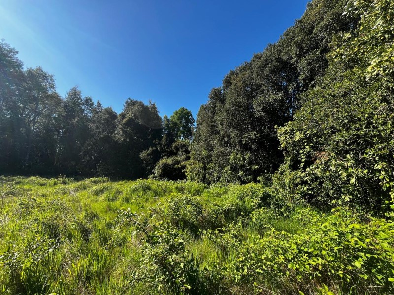 Venta Parcela Villarrica - La Araucanía