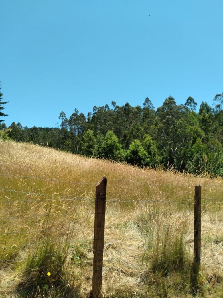 Terreno en Paillaco