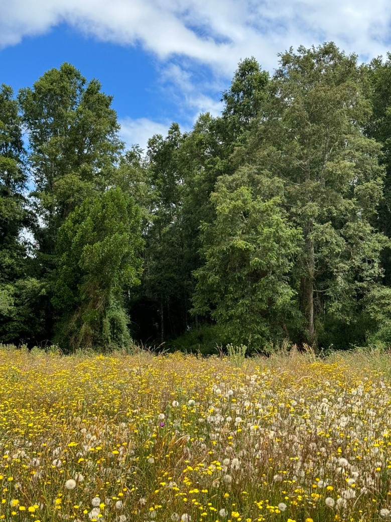 Terreno en Frutillar