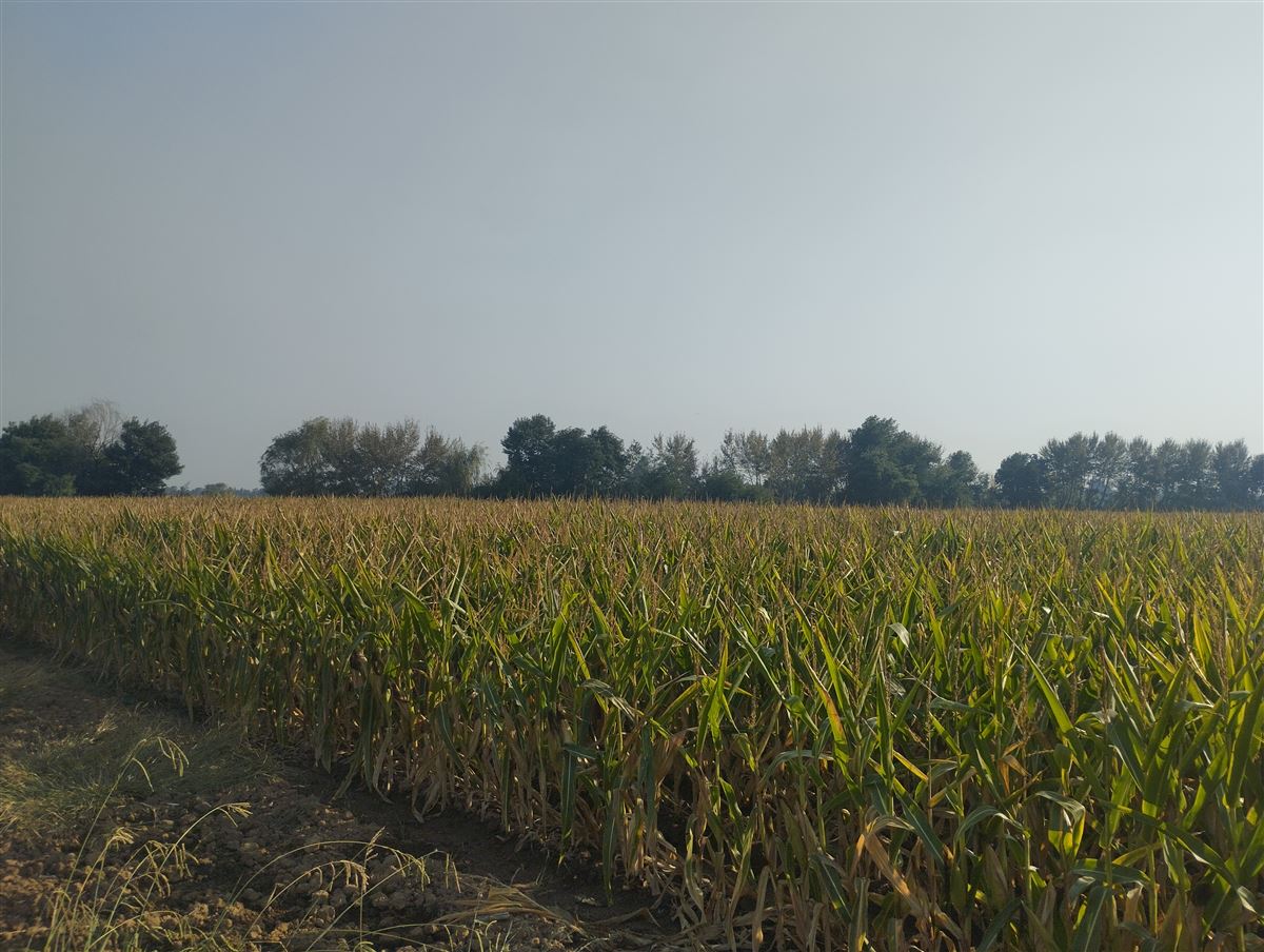 Venta Agrícola San Clemente - Maule