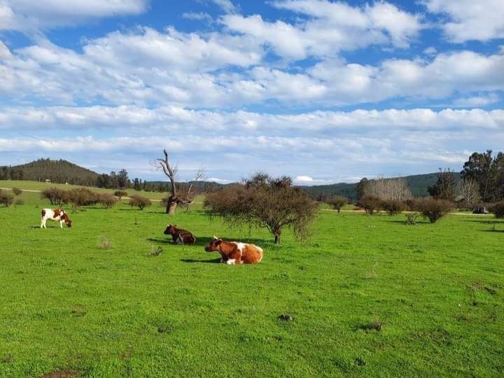 Venta Parcela Vichuquén - Maule