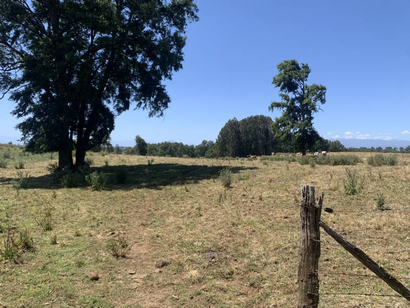 Venta Agrícola Lago Ranco - Los Ríos