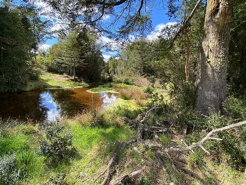 Venta Parcela Los Muermos - Los Lagos