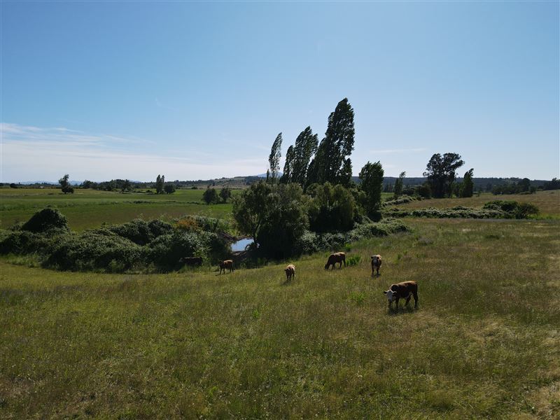 Venta Agrícola Chillán - Ñuble