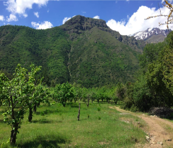 Venta Agrícola Romeral - Maule