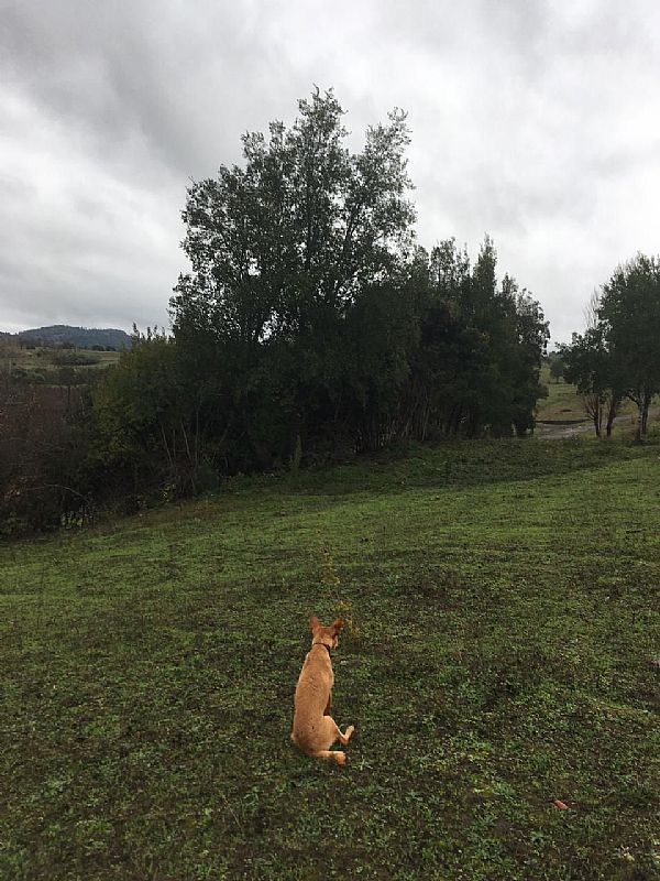 Venta Parcela Quillón - Ñuble