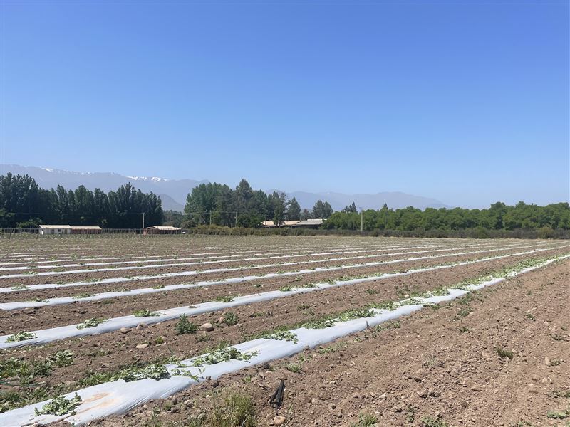 Venta Agrícola Paine - Región Metropolitana