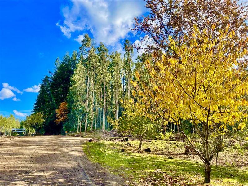 Venta Parcela Temuco - La Araucanía