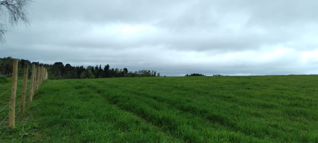 Venta Agrícola Carahue - La Araucanía