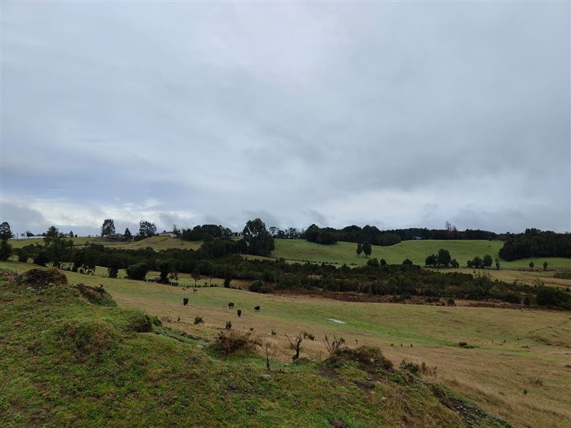 Venta Parcela Chonchi - Los Lagos